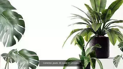 Collection  plants  3D model 01 