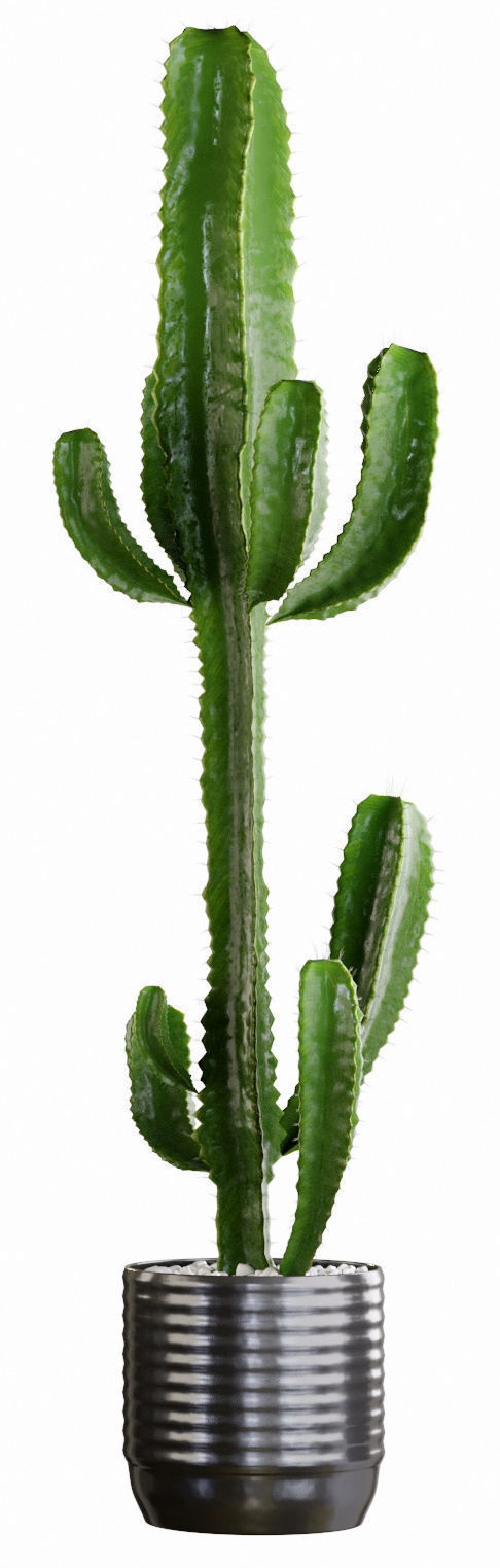 Collection  plants  3D model 01 _8