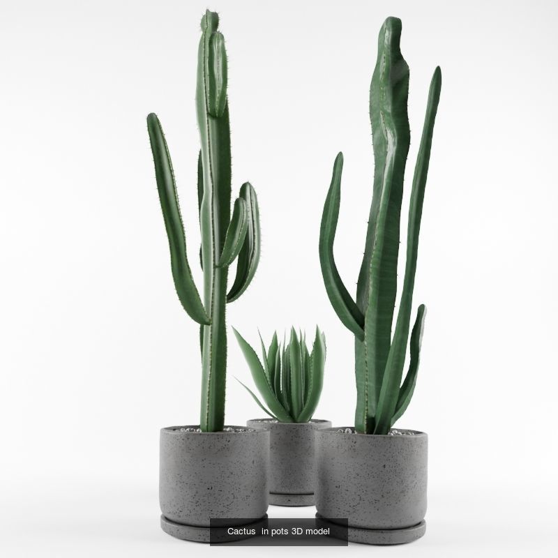 Collection  plants  3D model 01 _1