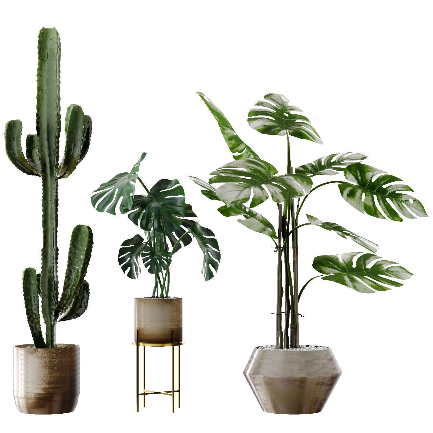 Collection  plants  3D model 01 _10