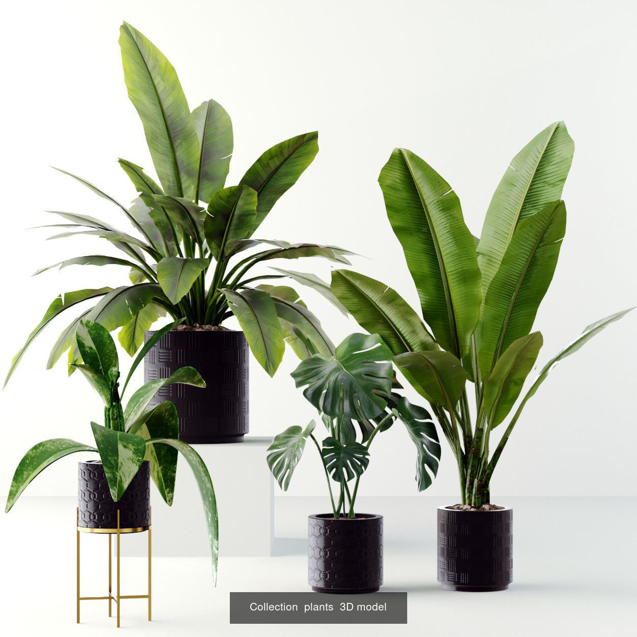 Collection  plants  3D model 01 _3