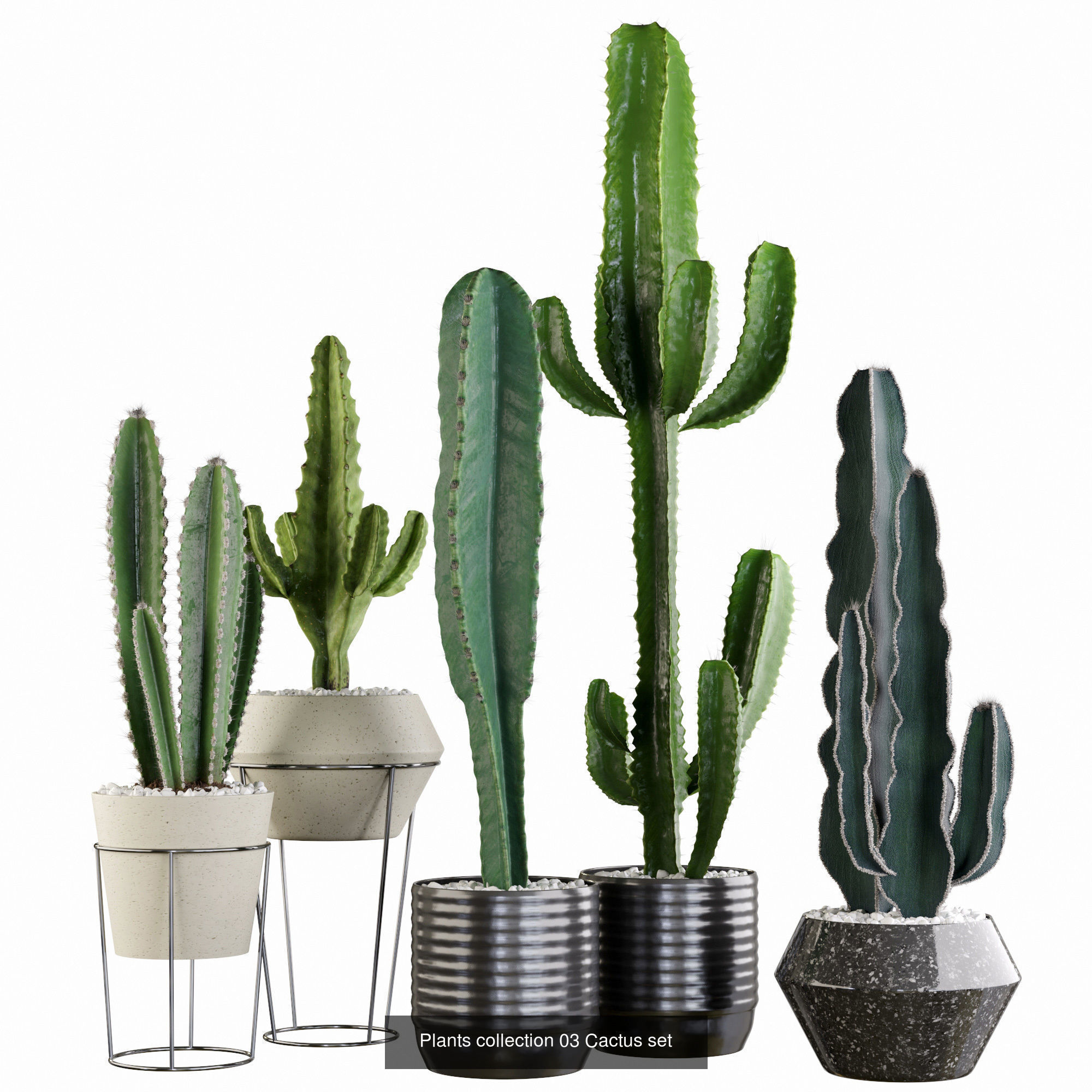 Collection  plants  3D model 01 _4