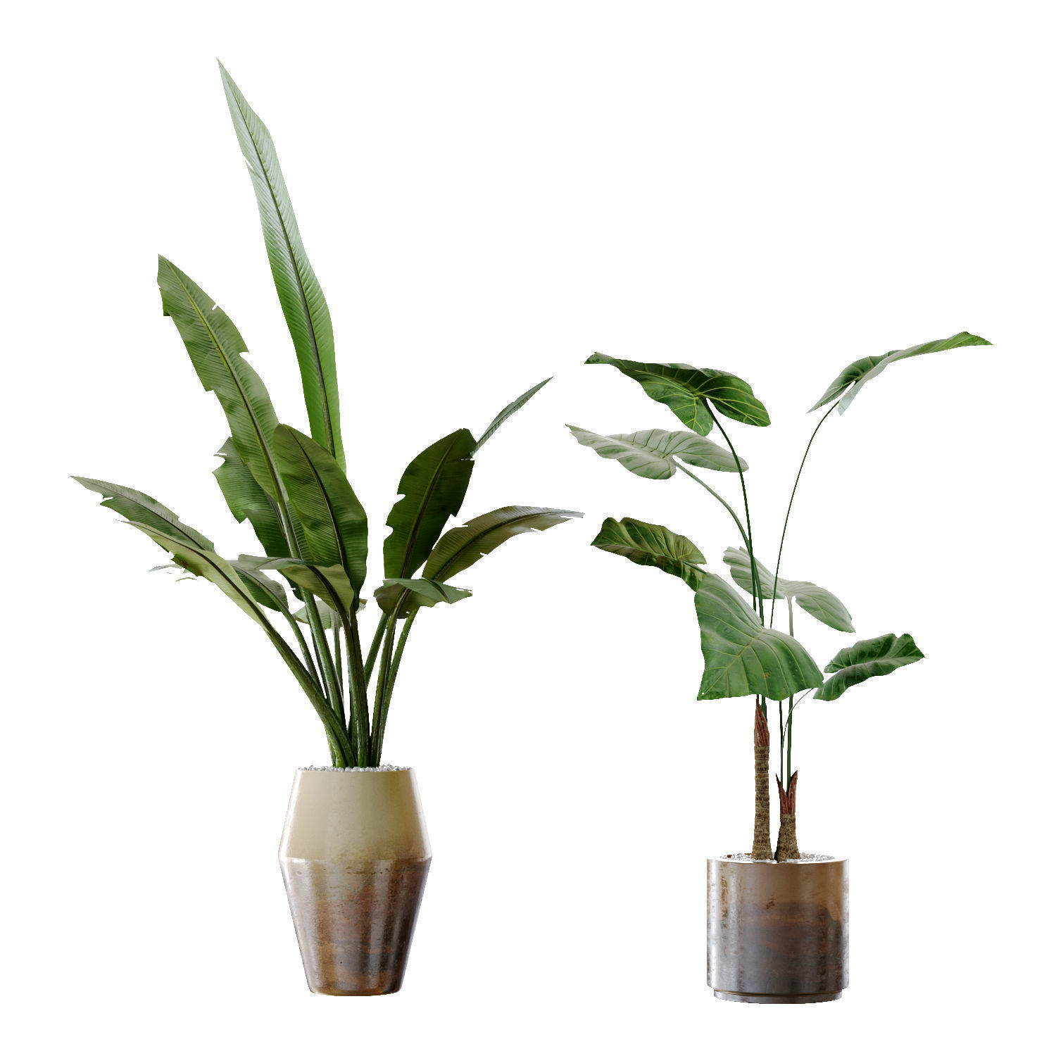 Collection  plants  3D model 01 _9