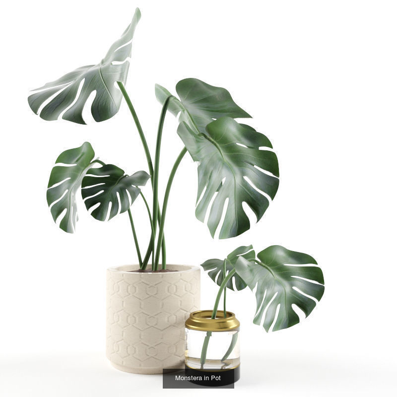 Collection  plants  3D model 01 _2