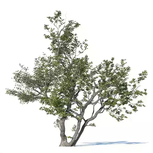 Deciduous Tree 3D model