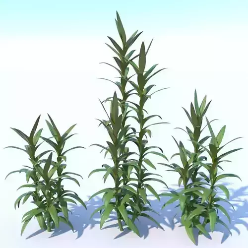 Cord-glau Green Ti plant