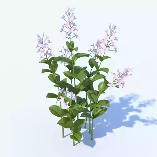 Golden Eranthemum plant