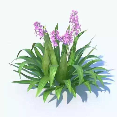 Spathoglottis tropical punch plant