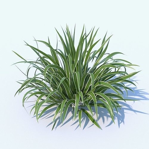 Variegated Dianella plant 3D model