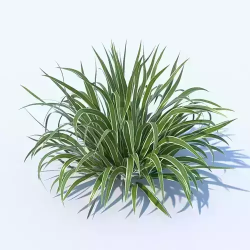 Variegated Dianella plant