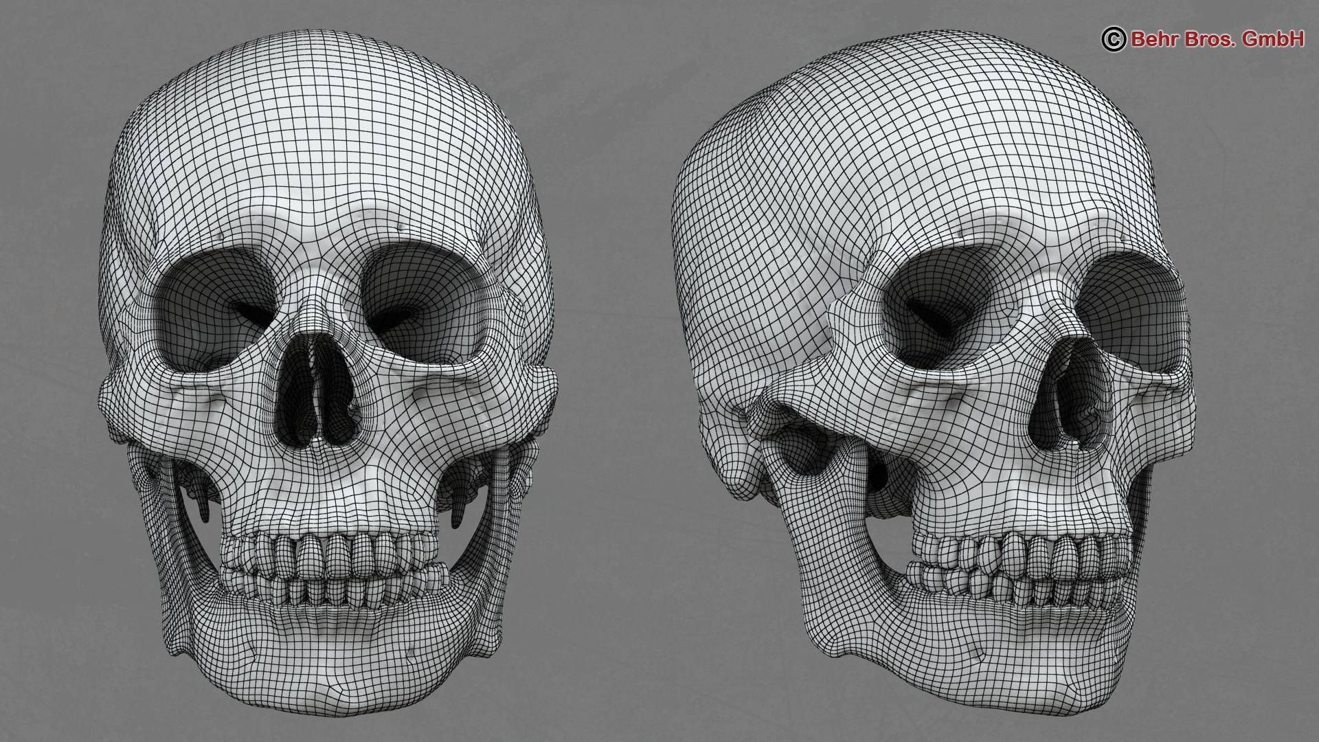 Skull human 3D model_8