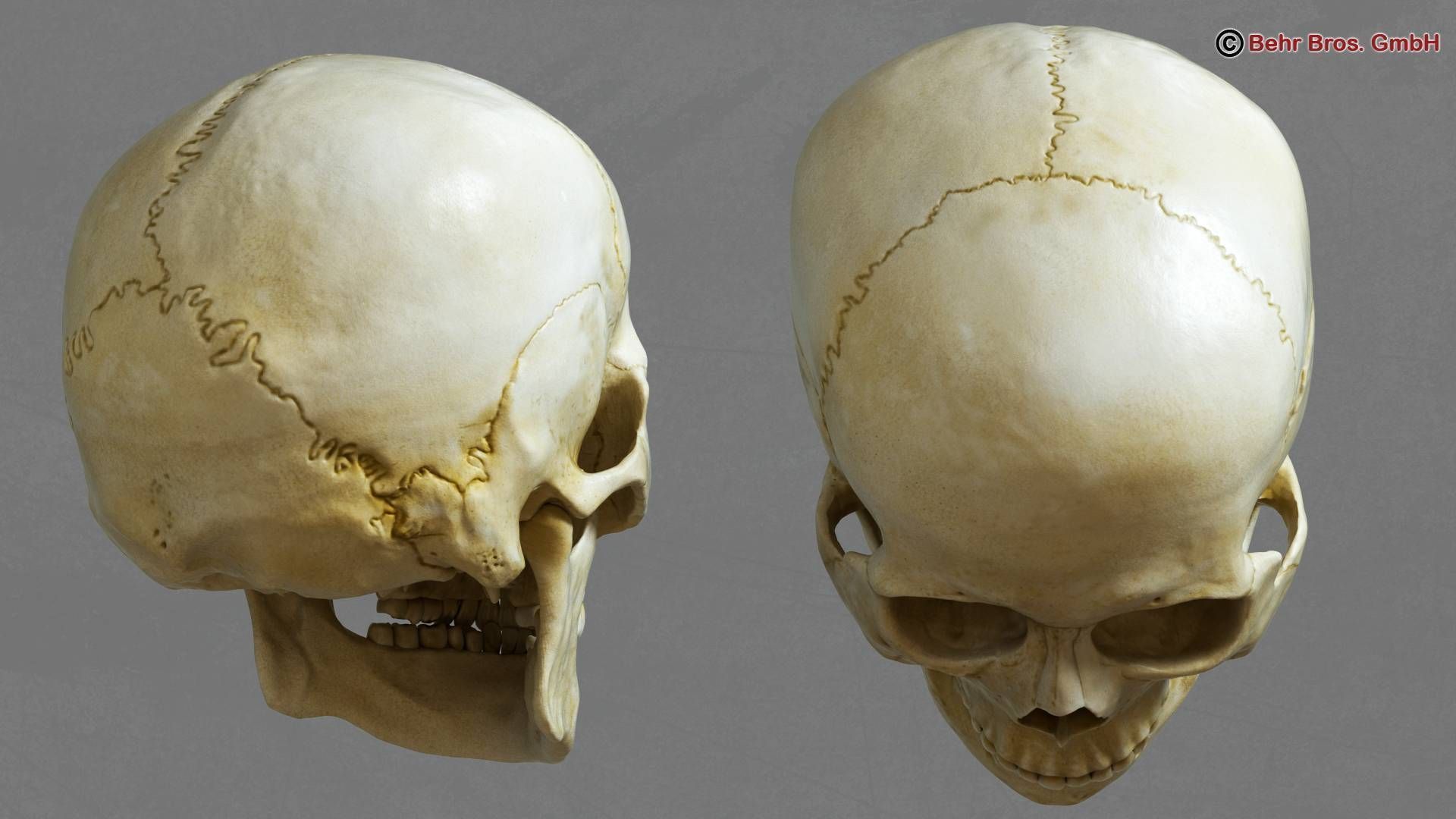 Skull human 3D model_1