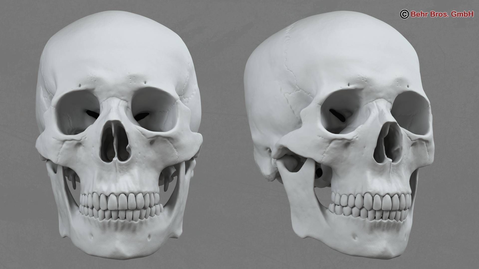 Skull human 3D model_4