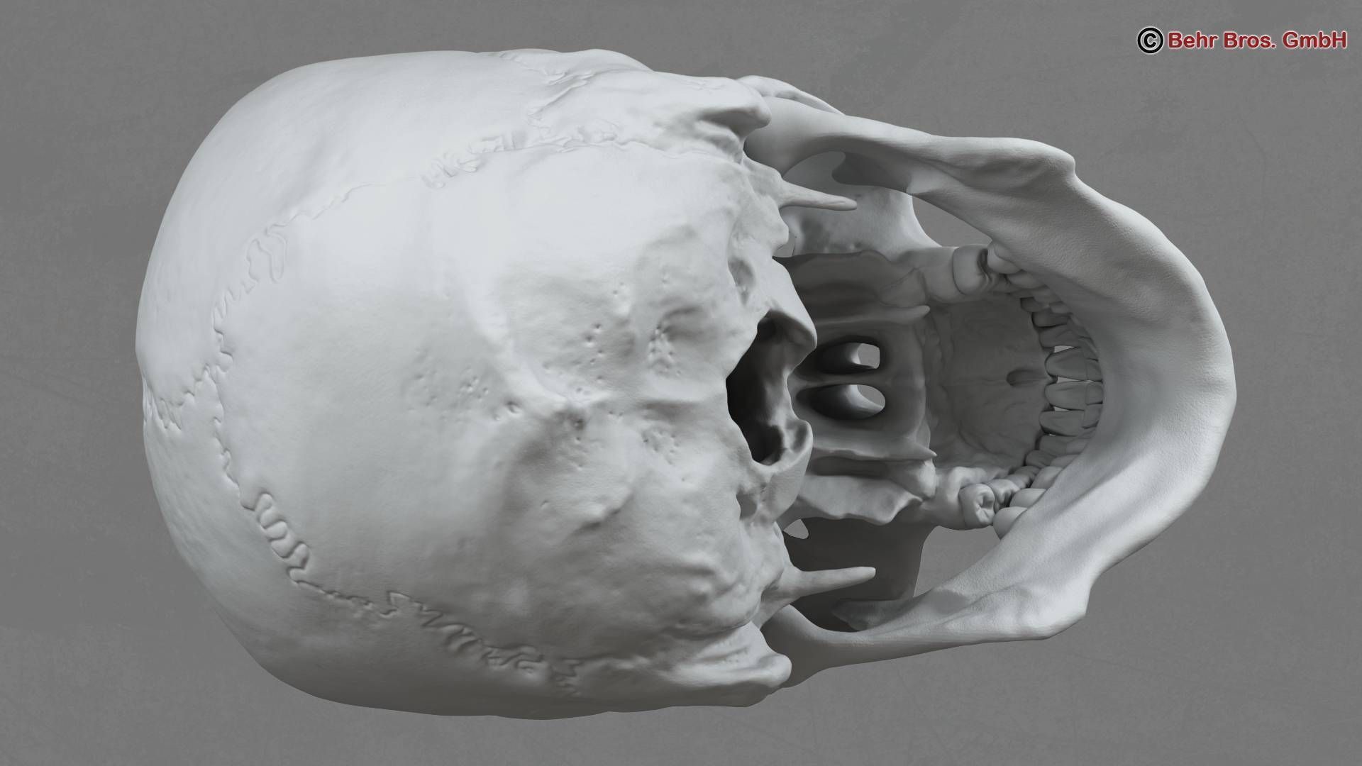 Skull human 3D model_7