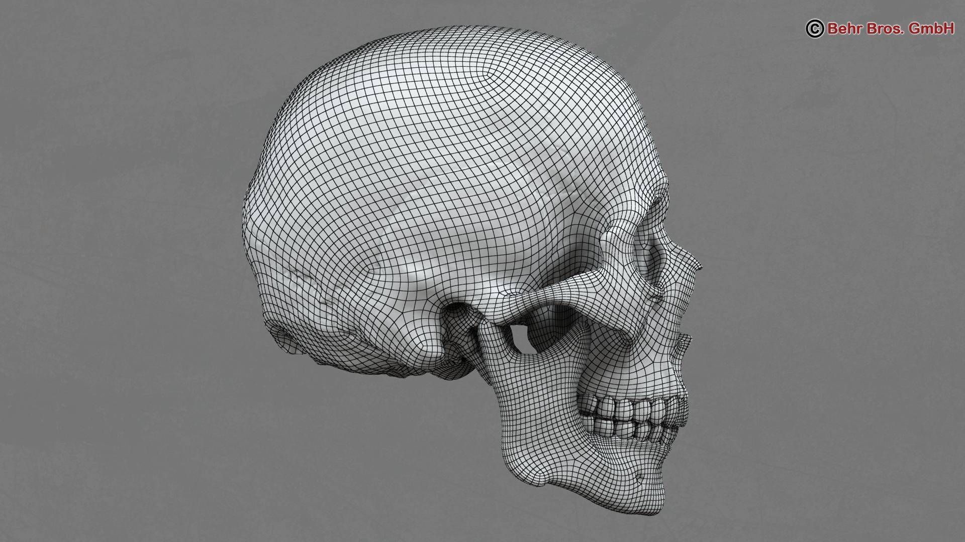 Skull human 3D model_10