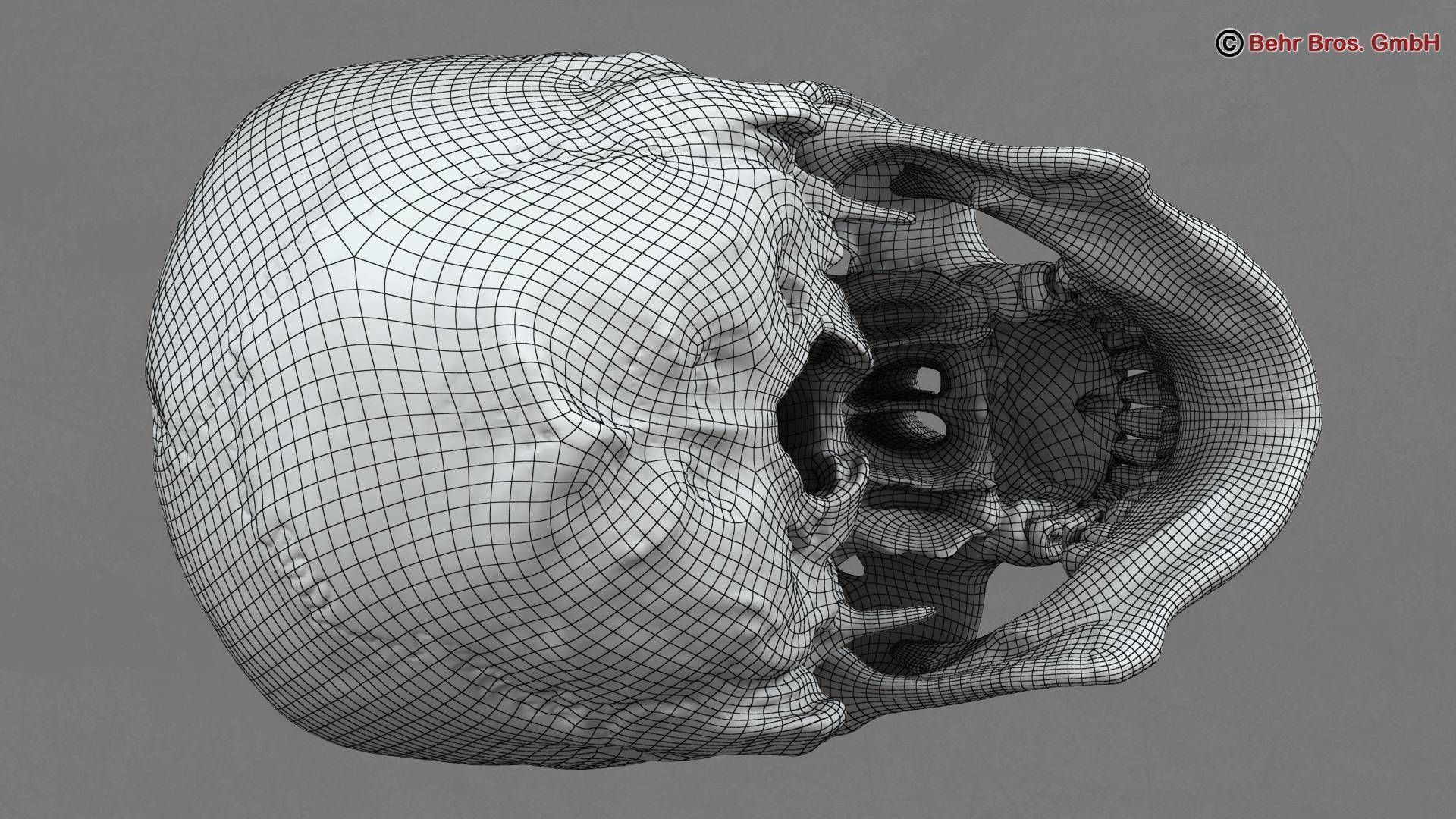 Skull human 3D model_11