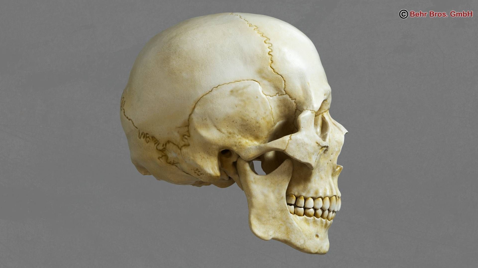 Skull human 3D model_2
