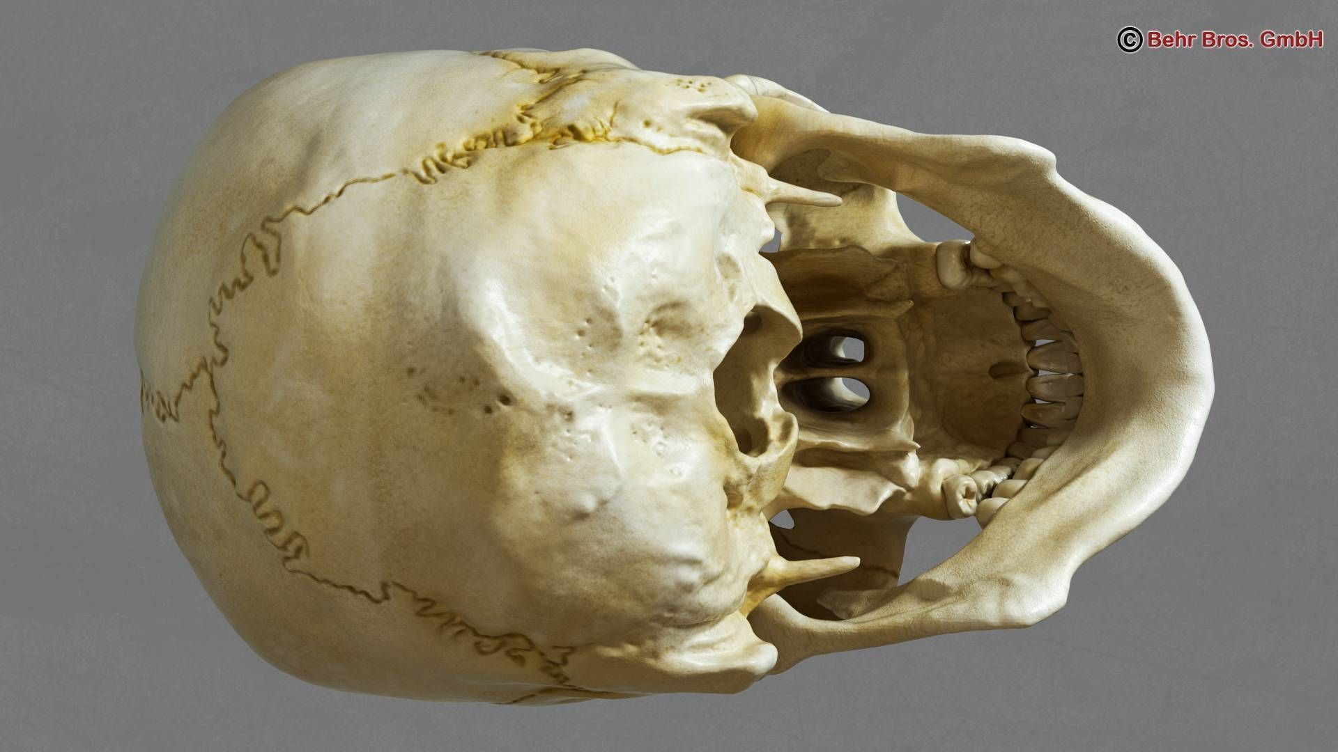 Skull human 3D model_3