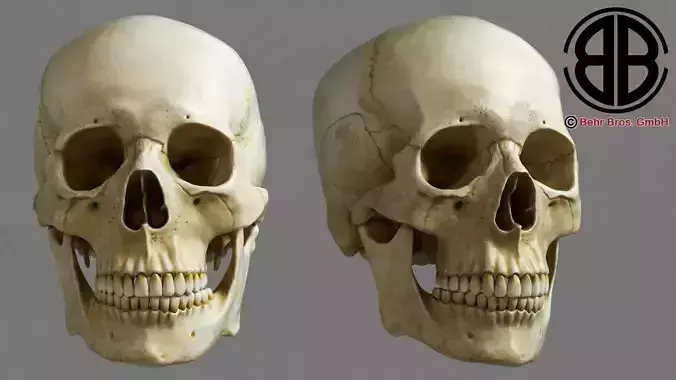 Skull human 3D model