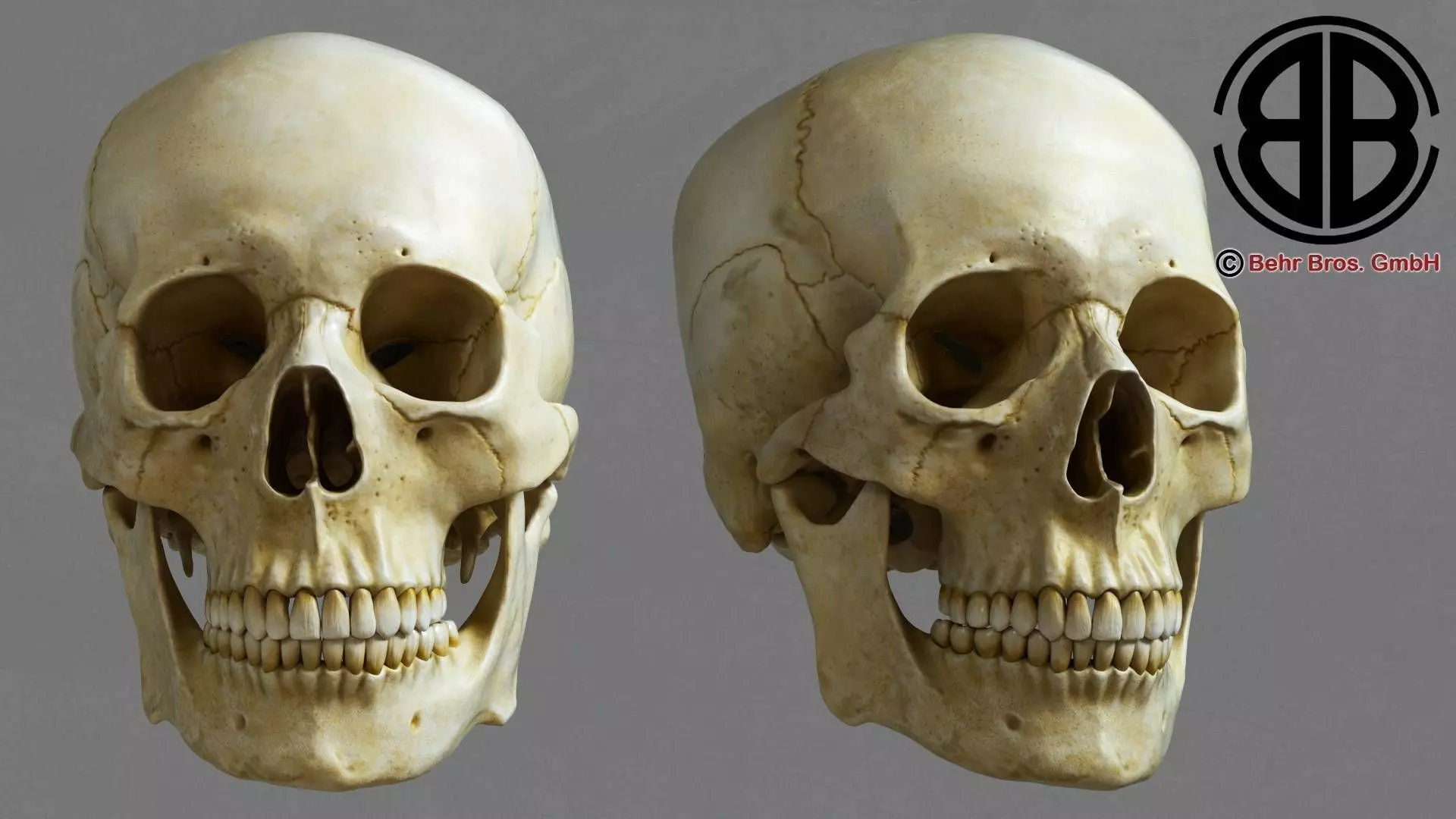 Skull human 3D model_0