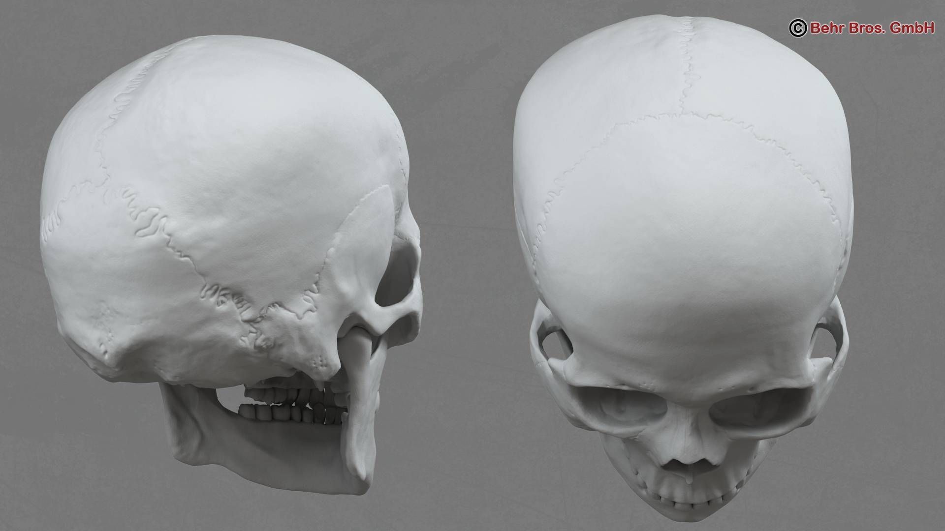 Skull human 3D model_5