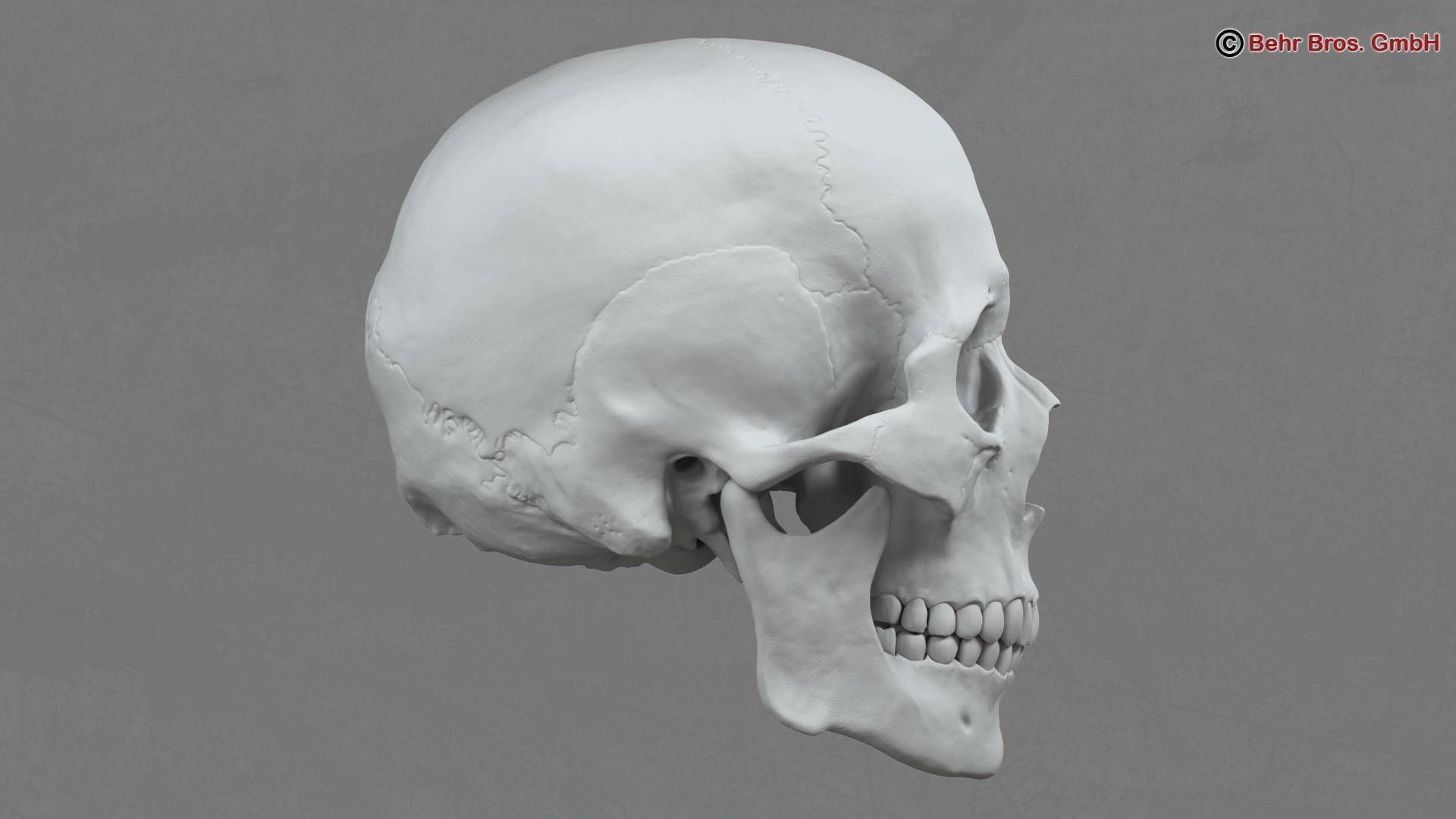 Skull human 3D model_6