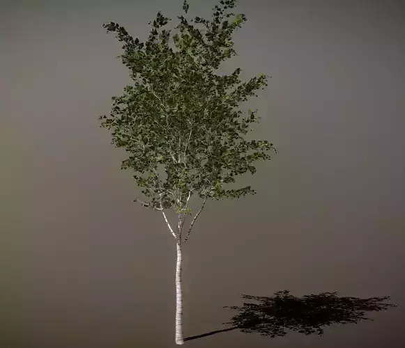 Birch Tree 