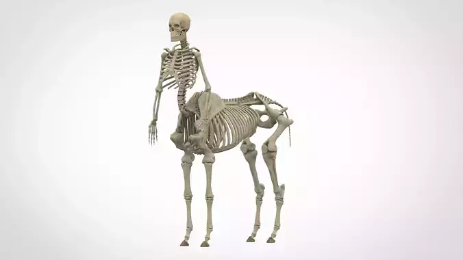 Centaur Skeleton
