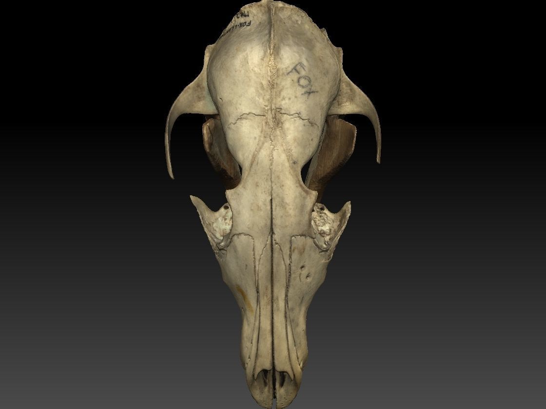 Fox Skull with Jaw Scan 3D model_8