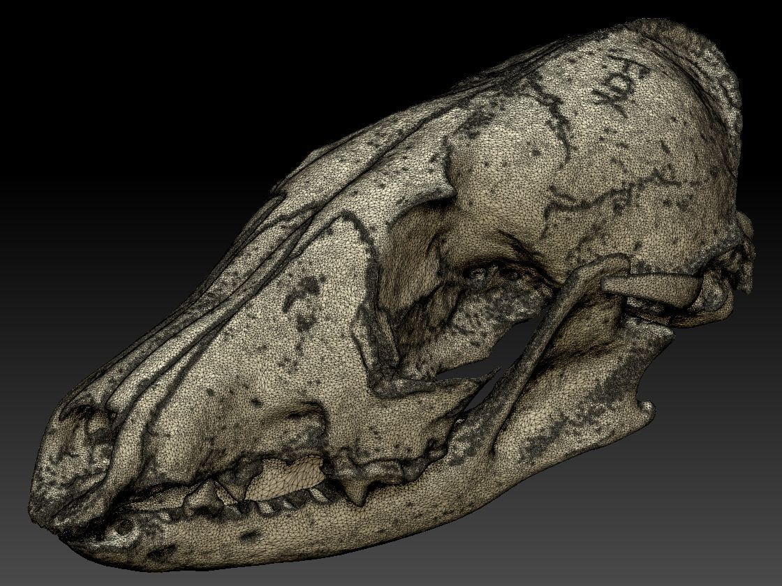 Fox Skull with Jaw Scan 3D model_2