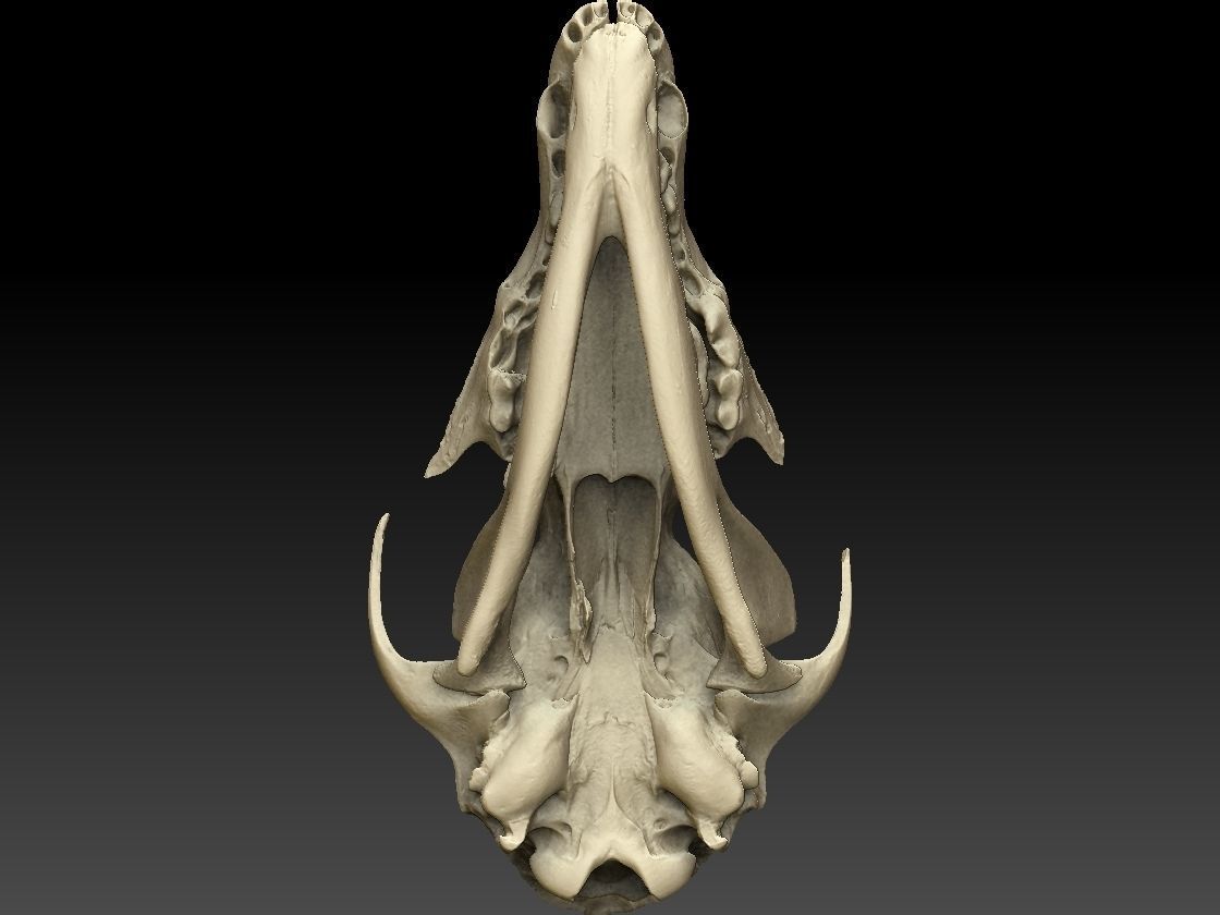 Fox Skull with Jaw Scan 3D model_6