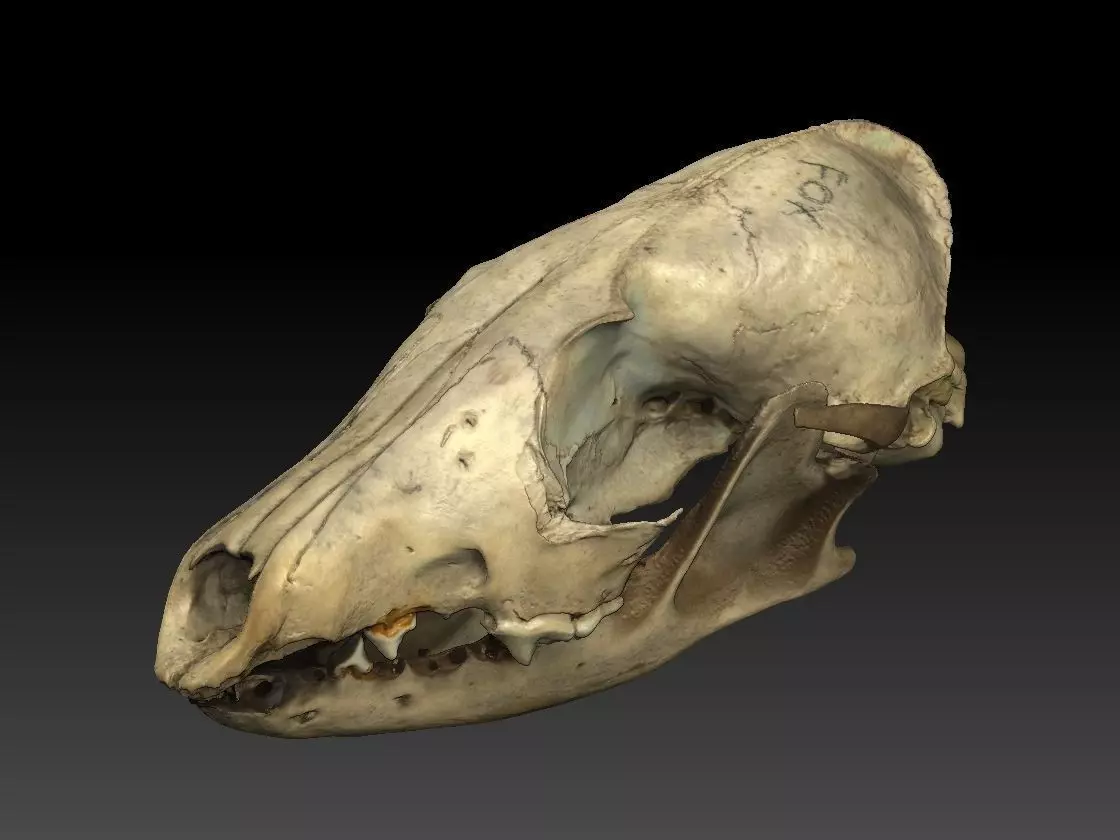Fox Skull with Jaw Scan 3D model_0