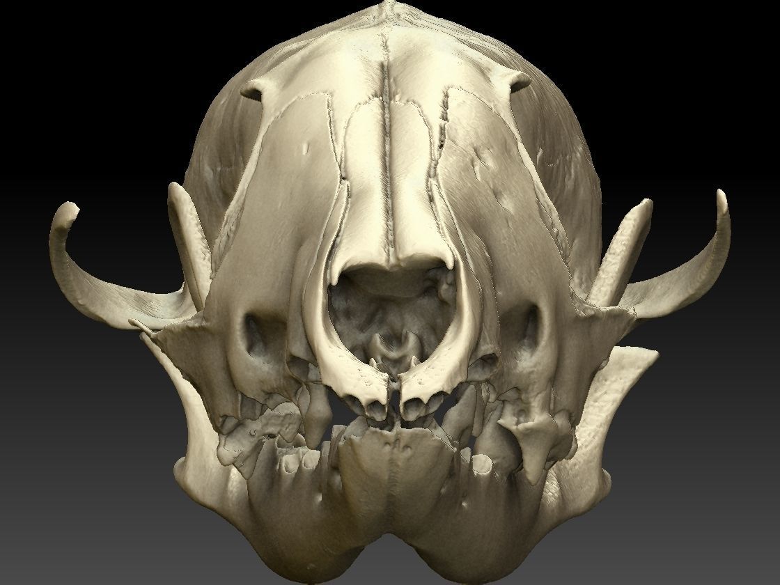 Fox Skull with Jaw Scan 3D model_4