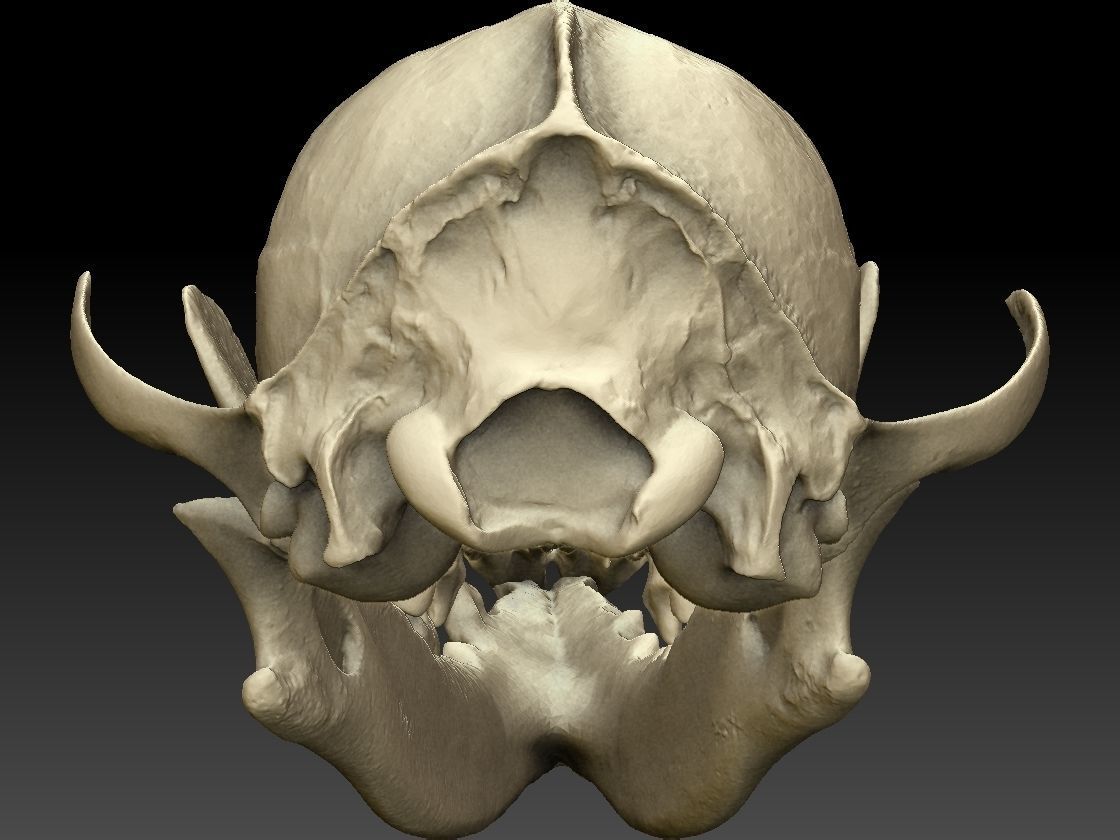 Fox Skull with Jaw Scan 3D model_5