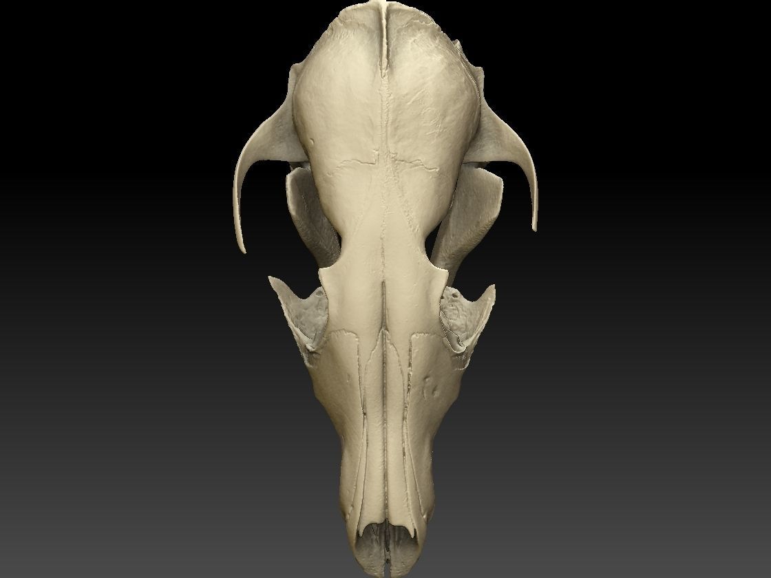 Fox Skull with Jaw Scan 3D model_7