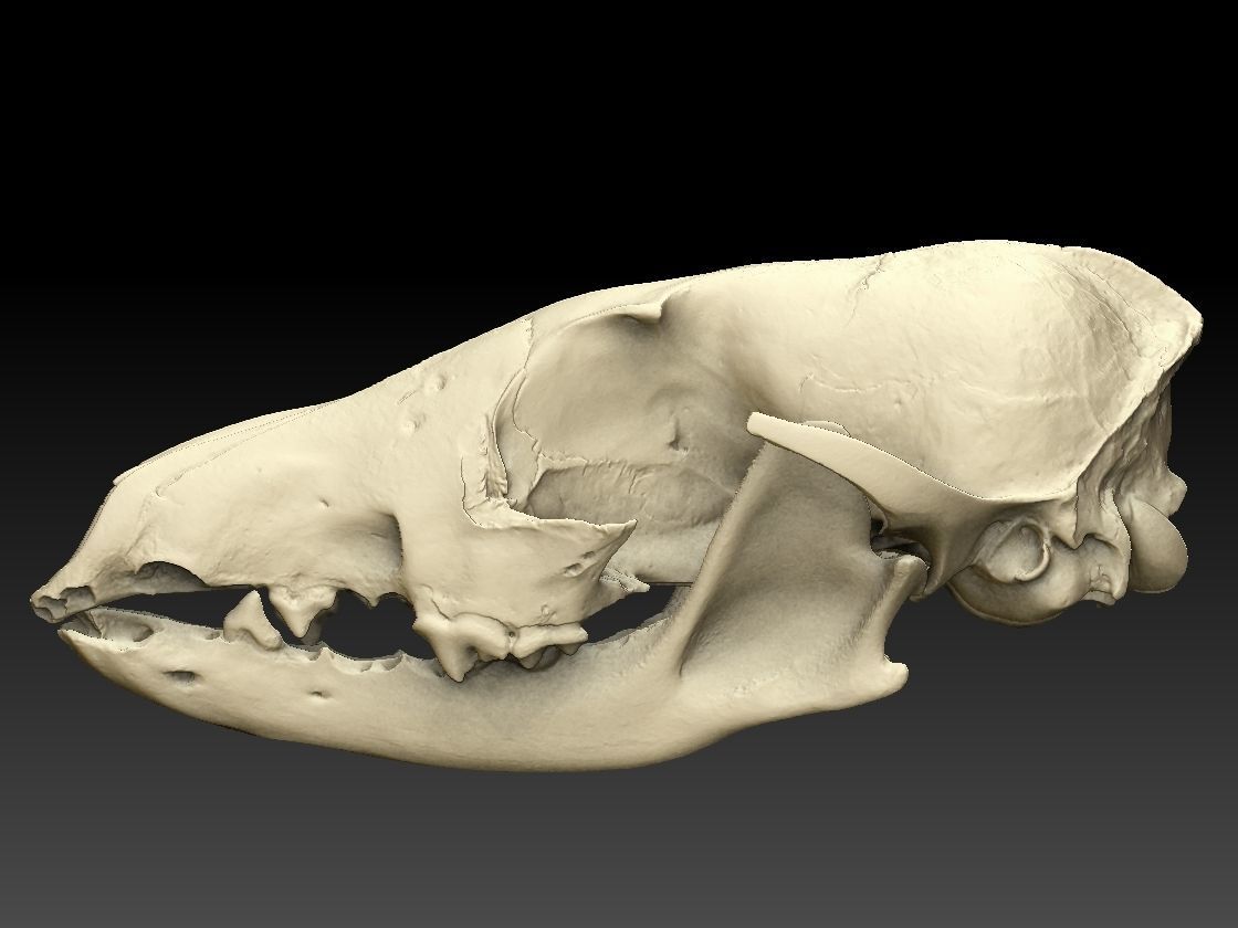 Fox Skull with Jaw Scan 3D model_3