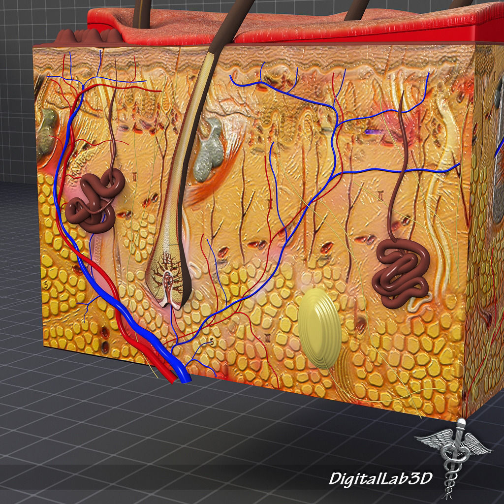 Skin Anatomy model 3D model_1