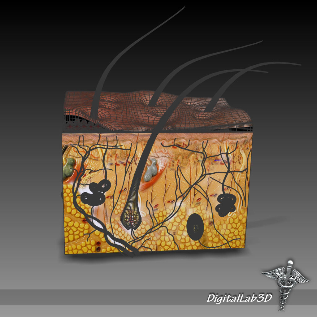 Skin Anatomy model 3D model_4