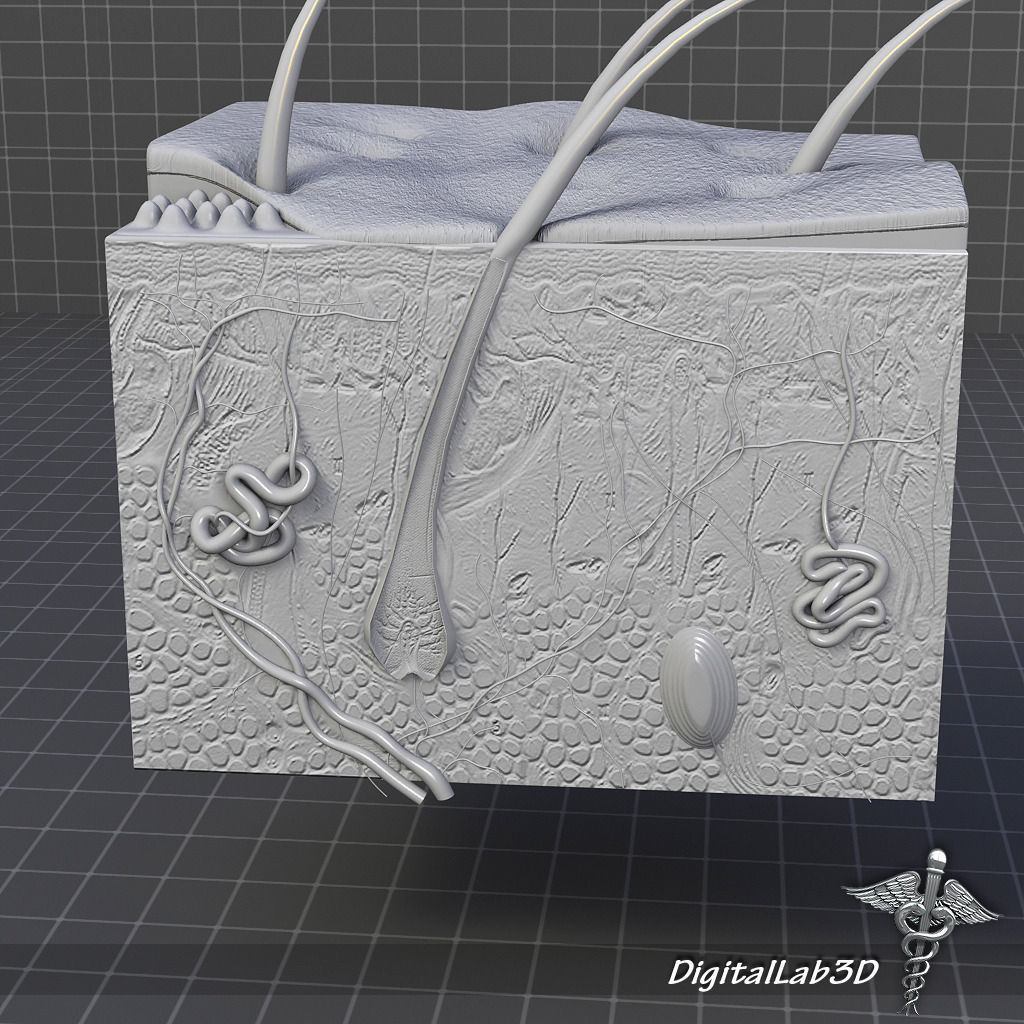 Skin Anatomy model 3D model_7