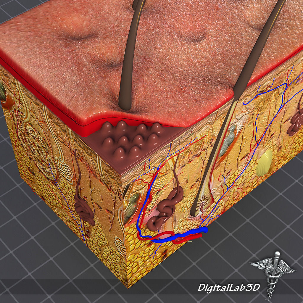 Skin Anatomy model 3D model_5
