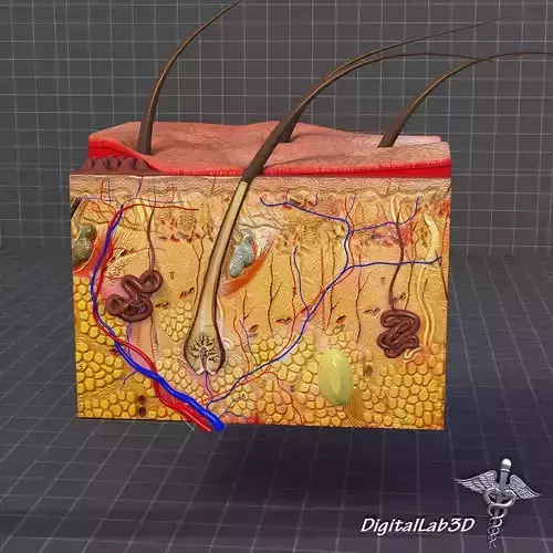 Skin Anatomy model 3D model
