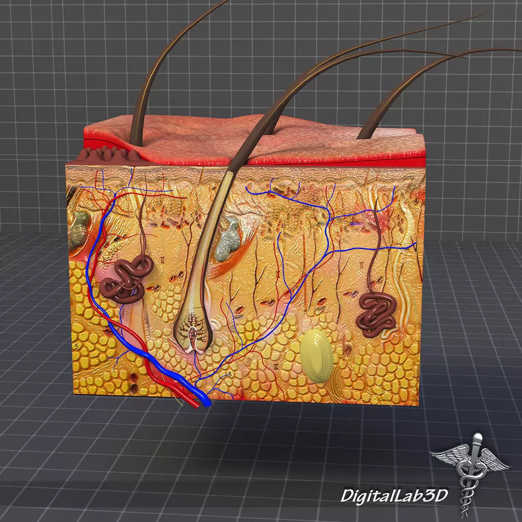 Skin Anatomy model 3D model_0