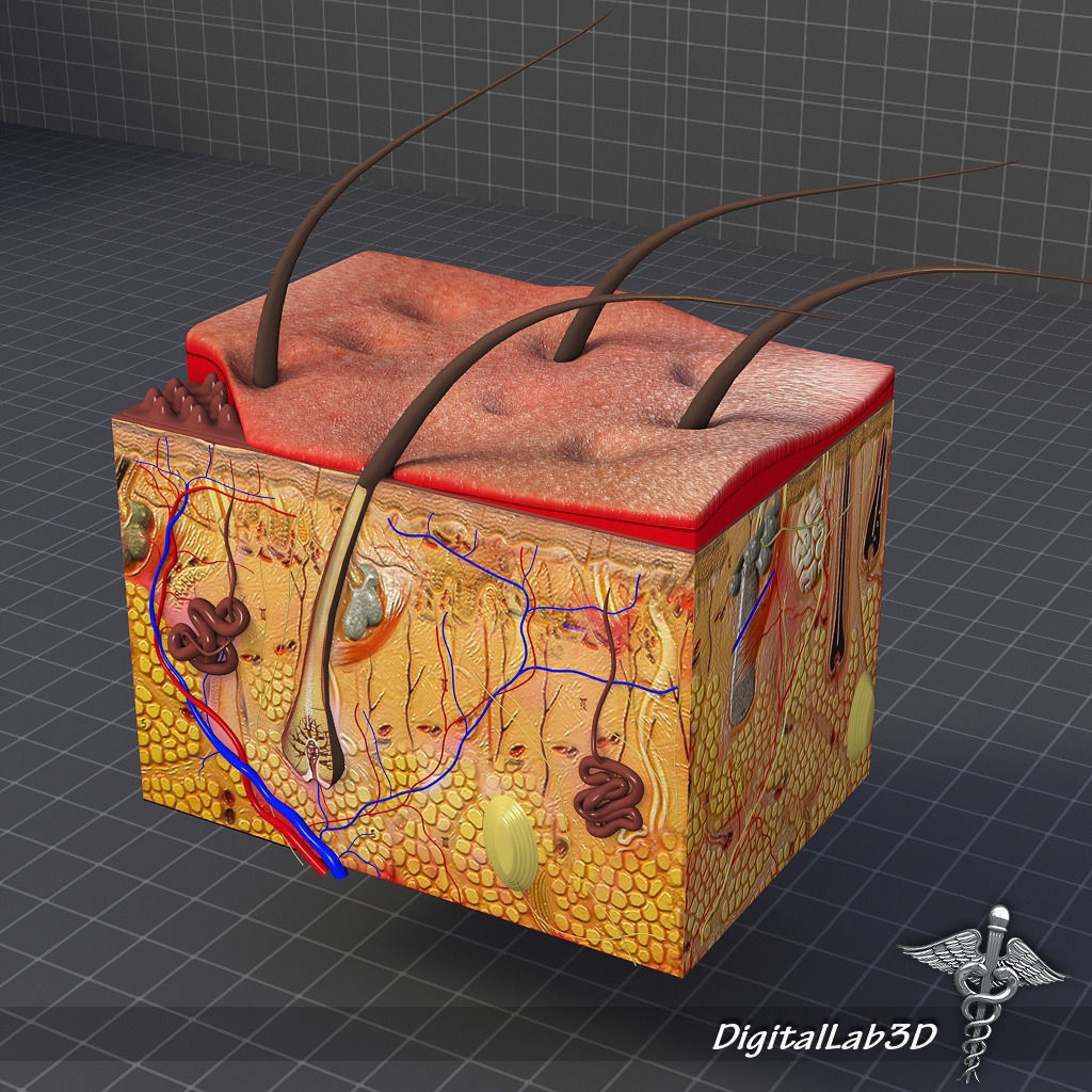 Skin Anatomy model 3D model_2