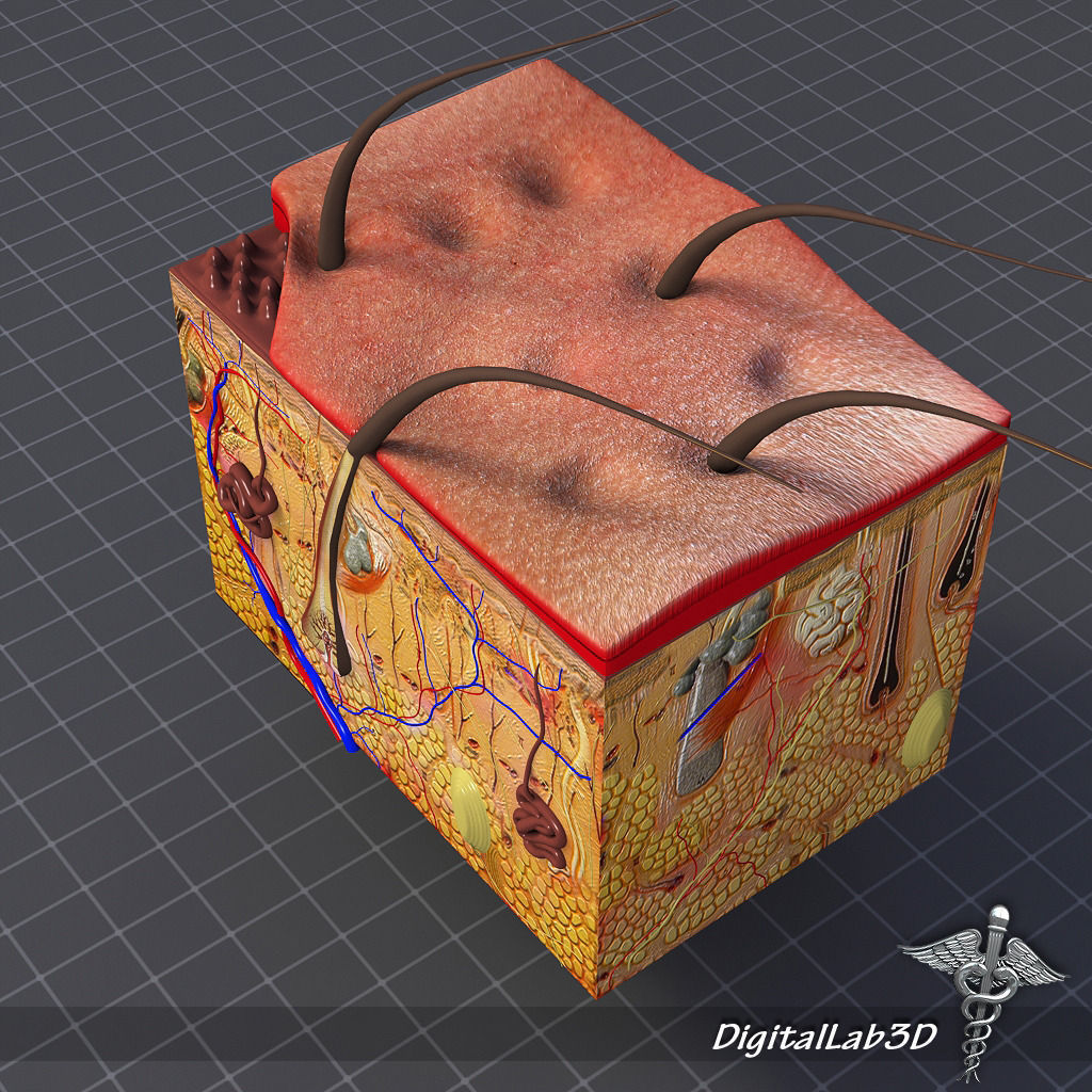 Skin Anatomy model 3D model_3