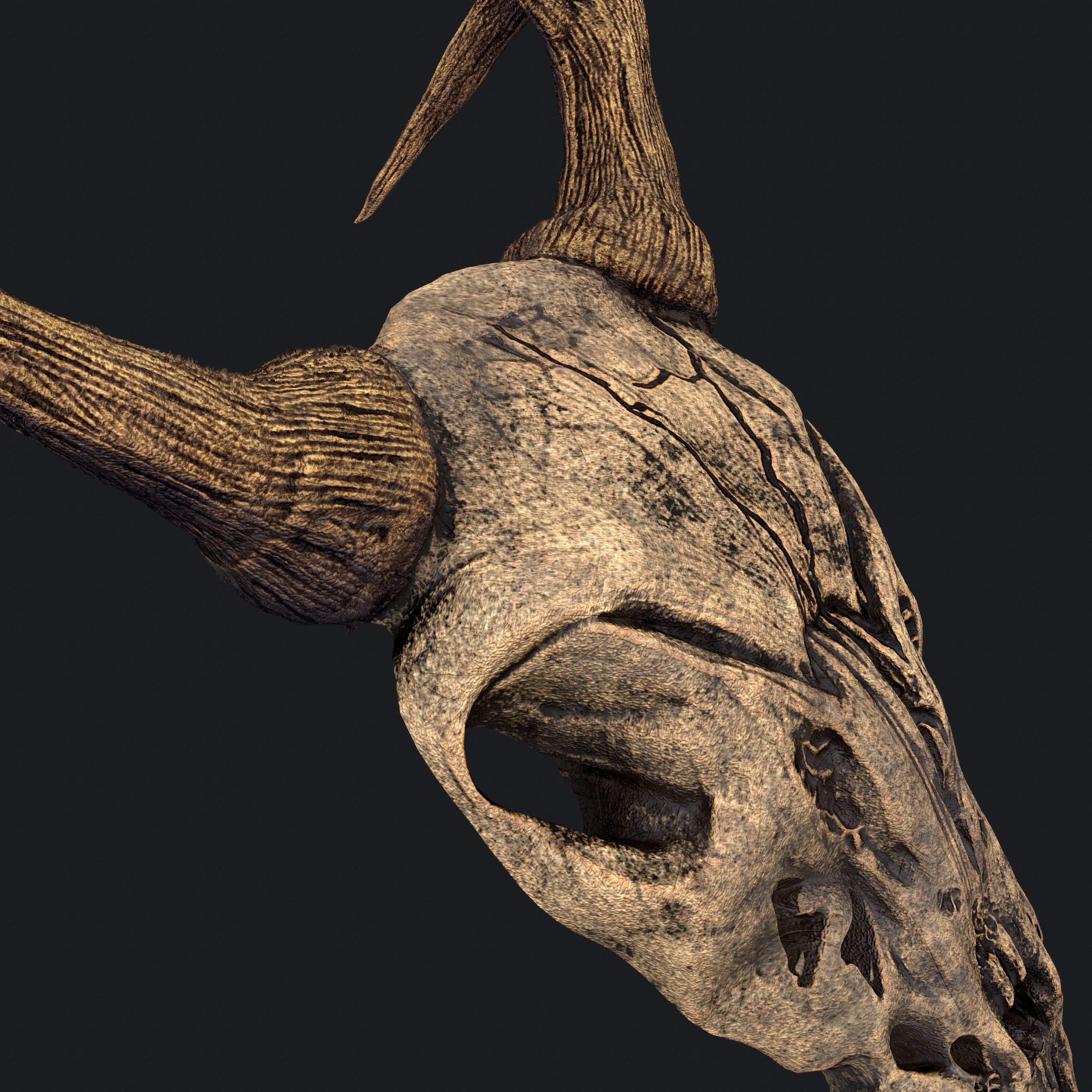 Ram Skull Mask Decoration 3D model_11