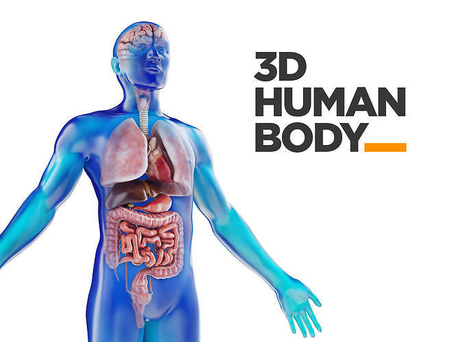 Human Male anatomy model with internal organs with 4K textures 3D model
