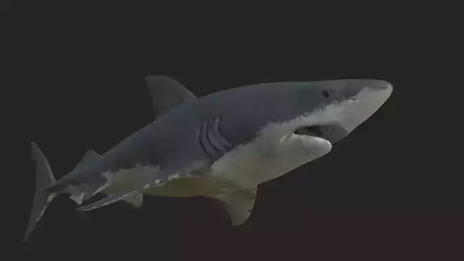 shark great