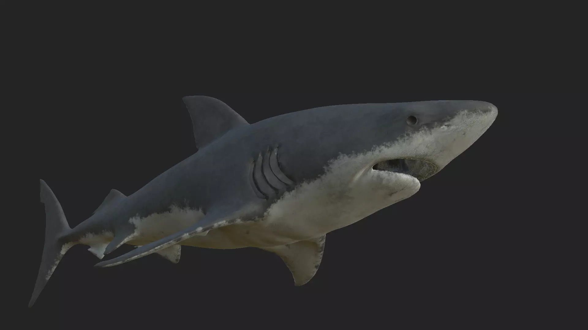 shark great 3D model_0