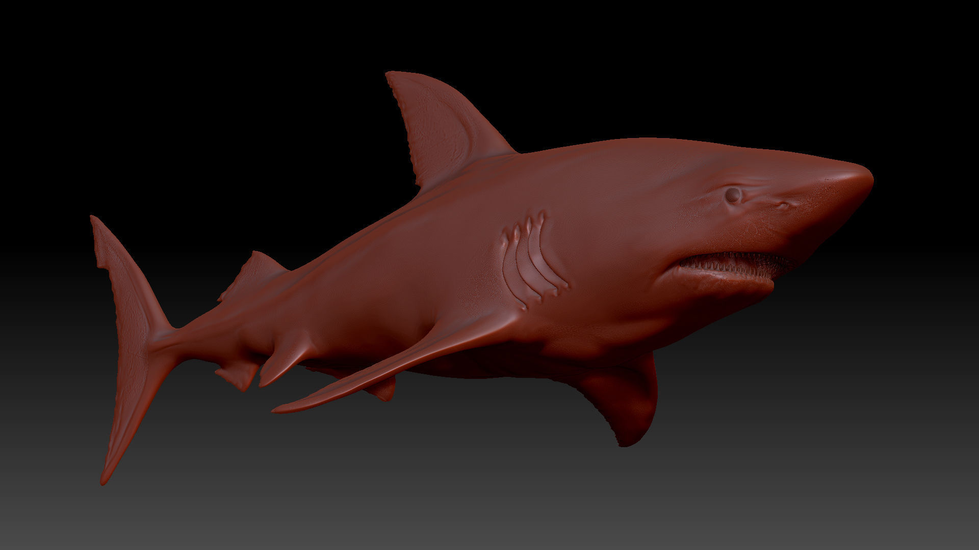 shark great 3D model_3
