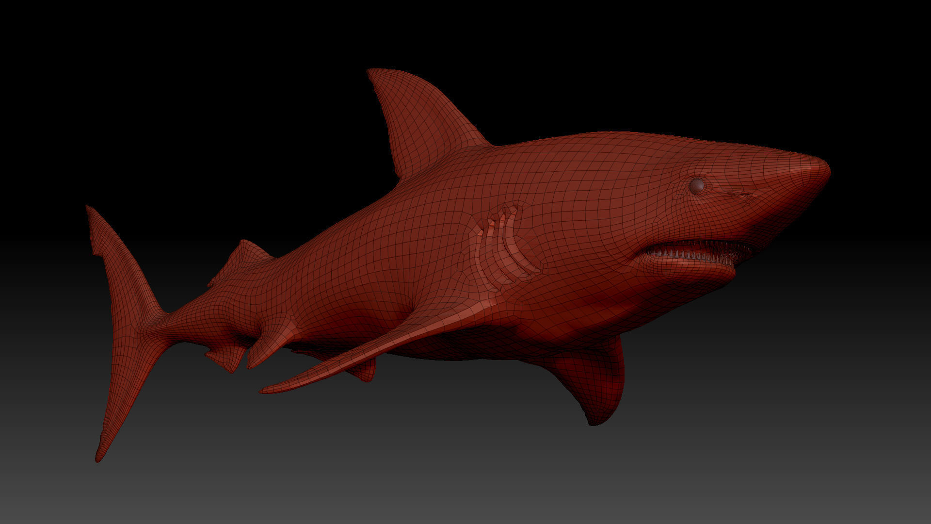 shark great 3D model_4